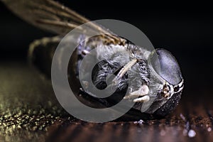 Mixed light. Horsefly or Gadfly or Horse Fly Diptera Insect Macro. Selective focus