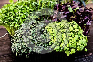 MIXED MICROGREENS