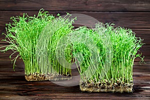 Mixed Microgreens of clover and pea in box on wooden table background