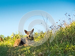 Mixed mongrel stray dog on the garden