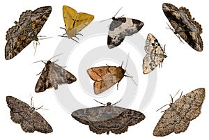 Mixed moths photo