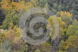 Mixed mountain forests of the Ordesa-ViÃ±amala Biosphere Reserve, Pyrenees