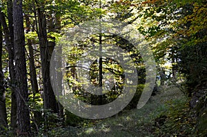 Mixed mountain forests of the Ordesa-ViÃ±amala Biosphere Reserve, Pyrenees