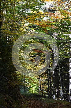 Mixed mountain forests of the Ordesa-ViÃ±amala Biosphere Reserve, Pyrenees