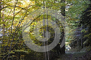 Mixed mountain forests of the Ordesa-ViÃ±amala Biosphere Reserve, Pyrenees