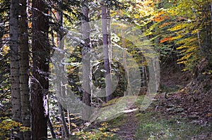 Mixed mountain forests of the Ordesa-ViÃ±amala Biosphere Reserve, Pyrenees