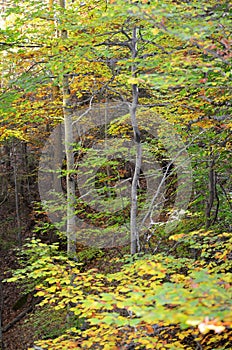 Mixed mountain forests of the Ordesa-ViÃ±amala Biosphere Reserve, Pyrenees