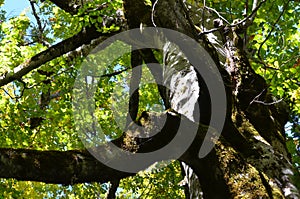 Mixed mountain forests of the Ordesa-ViÃ±amala Biosphere Reserve, Pyrenees