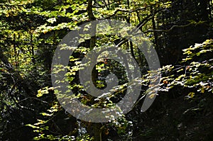 Mixed mountain forests of the Ordesa-ViÃ±amala Biosphere Reserve, Pyrenees