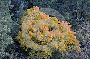 Mixed mountain forests of the Ordesa-ViÃ±amala Biosphere Reserve, Pyrenees