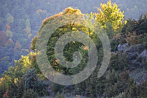 Mixed mountain forests of the Ordesa-ViÃ±amala Biosphere Reserve, Pyrenees