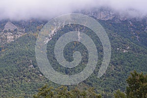 Mixed oak and pine forests in PeÃ±a MontaÃ±esa, Huesca, Aragonese Pyrenees