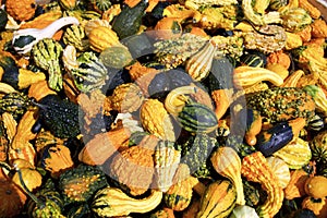 Mixed Ornamental Gourds  846684