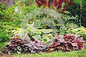 Mixed perennials combination in summer garden