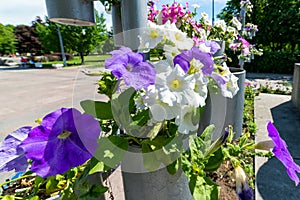 Mixed petunia flowers. Petunias in Floral Detail Background Image. flowering white and purple petunia in pot.Potted