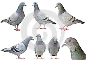 Mixed of pigeon bird isolated white background