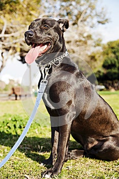 Mixed Pitbull Dog Portrait at the Park