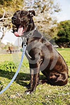 Mixed Pitbull Dog Yawn Portrait at the Park