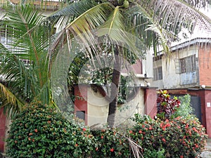 Mixed plant frontage pattern photo