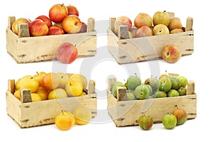 Mixed plum varieties and pluots Prunus salicina x armeniaca A pluot is a cross between an apricot and a plum