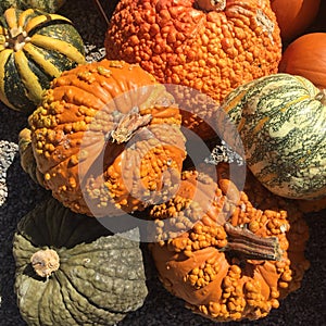 Mixed Pumpkins