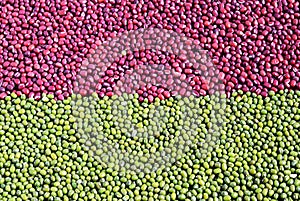 Mixed red adzuki beans and green mung beans