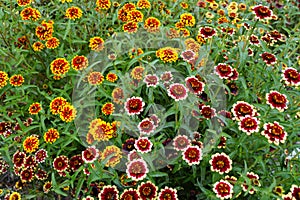 A mixed red, white and yellow `Jazzy Group` zinnia flower photo