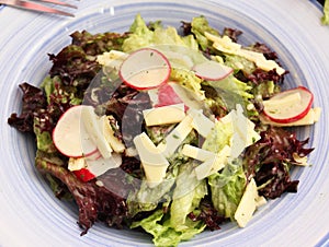 Mixed salad with cheese and radish