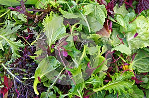 Mixed salad field greens closeup