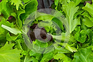 Mixed Salad Greens