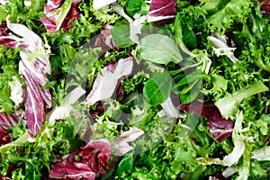 Mixed salad leaves frisee, radicchio and lamb's lettuce. Background, texture