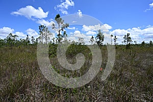 Mixed sawgrass and pinelands environment in Everglades National Park.