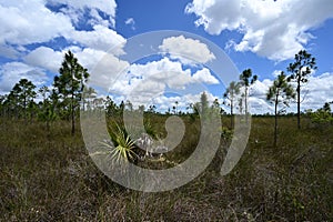 Mixed sawgrass and pinelands environment in Everglades National Park.