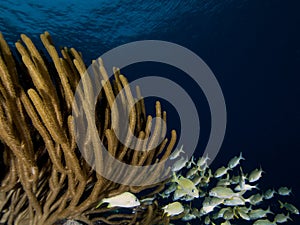 Mixed school of grunts shelter in a large Porous Sea Rod, on a reef in Bonaire.