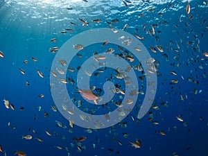 Mixed school of sergeant major, Abudefduf saxatilis, and Brown chromis, Chromis multilineata. Bonaire. Caribbean Diving holiday