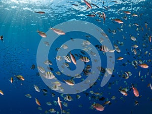 Mixed school of sergeant major, Abudefduf saxatilis, and Brown chromis, Chromis multilineata. Bonaire. Caribbean Diving holiday