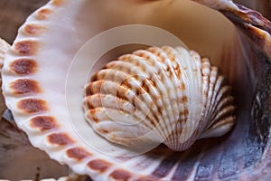 Mixed sea shells of many types and sizes