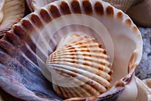 Mixed sea shells of many types and sizes