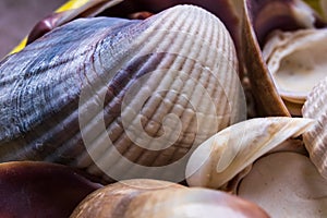 Mixed sea shells of many types and sizes