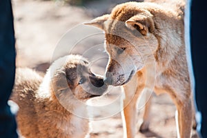 A mixed Shepherd breed dog mother and her puppy touching noses