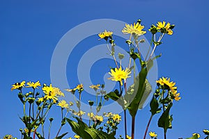 The mixed silphia Silphium perfoliatum is a plant native to North America from the daisy family