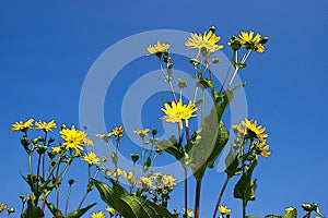 The mixed silphia Silphium perfoliatum is a plant native to North America from the daisy family