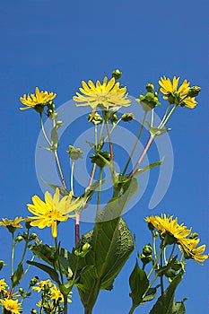 The mixed silphia Silphium perfoliatum is a plant native to North America from the daisy family