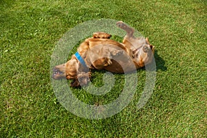 Mixed spaniel dogs spaniel