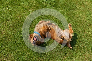 Mixed spaniel dogs spaniel
