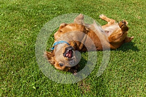 Mixed spaniel dogs spaniel