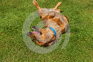 Mixed spaniel dogs spaniel