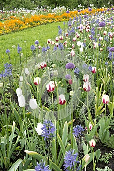 Mixed spring flowers like red and white tulips, pink allium flowering in flowerbeds in park