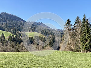 Mixed subalpine forests and a variety of trees in early spring on the slopes of the Swiss mountain massif Pilatus, Schwarzenberg