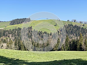 Mixed subalpine forests and a variety of trees in early spring on the slopes of the Swiss mountain massif Pilatus, Schwarzenberg